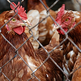 … el 93% de les gallines ponedores de l’estat espanyol viuen en gàbies molt petites?