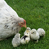 … les gallines ja parlen amb les seves cries mentre són dins dels ous? 