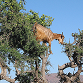 … al Marroc hi ha cabres que mengen damunt dels arbres?