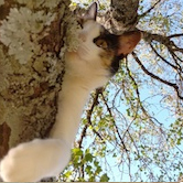 ... un gat no pot baixar d'un arbre amb el cap per davant? 