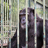 … els primats tenen consciència de la seva captivitat? 