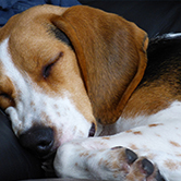 … la majoria de gossos utilitzats en experimentació són de tipus beagle? 