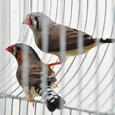 … els ocells engabiats sovint s’avorreixen tant que es tornen agressius i poden començar a fer-se mal? 
