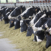 ...los pedos y los eructos de las vacas provocan el 7% de las emisiones de gases a la atmósfera?