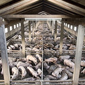 … las cacas y meadas (purines) en las granjas de cerdos contaminan el agua la tierra y el aire?