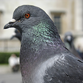 … es muy frecuente que mueran palomas durante las competiciones de palomas? 