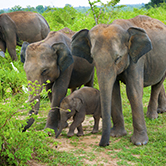 … en la naturaleza los elefantes viven en familias de entre 8 y 100 individuos?