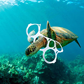 … el 75% de las tortugas bobas muertas en el Mediterráneo y analizadas contenían restos de PVC en su estómago?