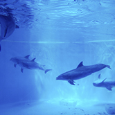 … los cetáceos en cautividad tienen una esperanza de vida muy corta?