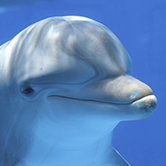 … la sonrisa de los delfines no es porque estén contentos?