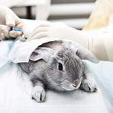 … para saber la toxicidad de algunos productos los prueban en los ojos de los conejos?