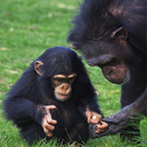 … hay primates que han aprendido el lenguaje de signos humano?