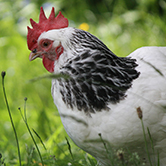 … los gallos y las gallinas sorben la hierba como si fueran espaguetis?