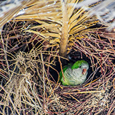 … los nidos de las cotorras de pecho gris son como un bloque de pisos humanos?