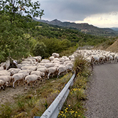 … algunas explotaciones de lana esquilan demasiadas veces a las ovejas y muchas mueren de frío? 
